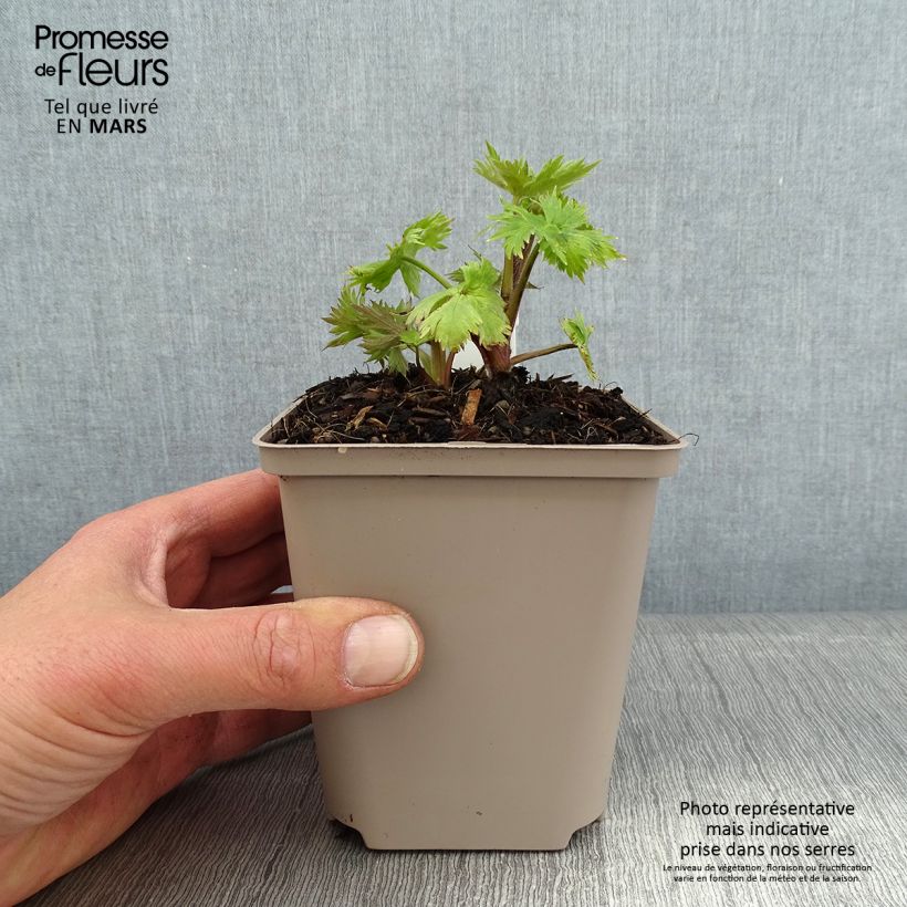 Exemplar von Garten-Rittersporn Finsteraarhorn - Delphinium Kleine Töpfe von 8/9 cm wie im Winter geliefert