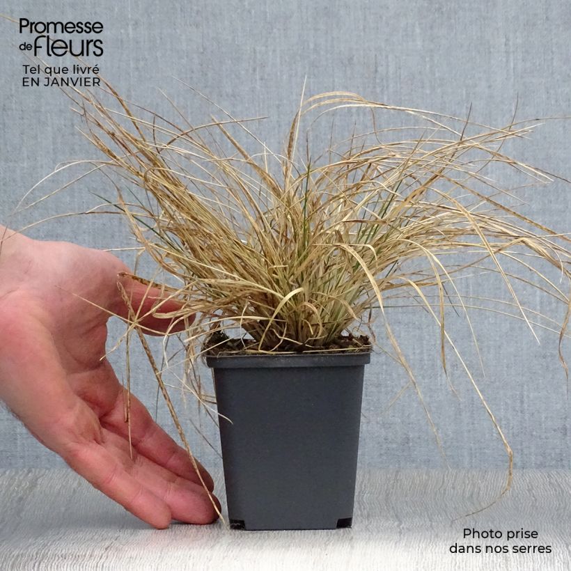 Exemplar von Rasen-Schmiele Goldtau - Deschampsia caespitosa Kleine Töpfe von 8/9 cm wie im Winter geliefert