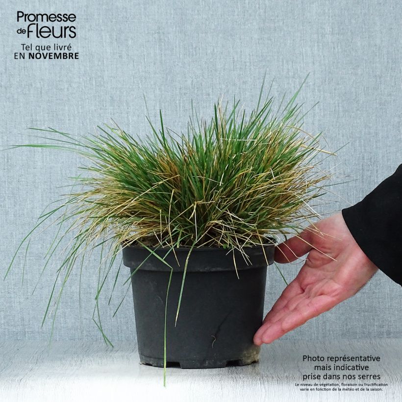 Exemplar von Rasen-Schmiele Goldtau - Deschampsia caespitosa Topf mit 2L/3L wie im Herbst geliefert
