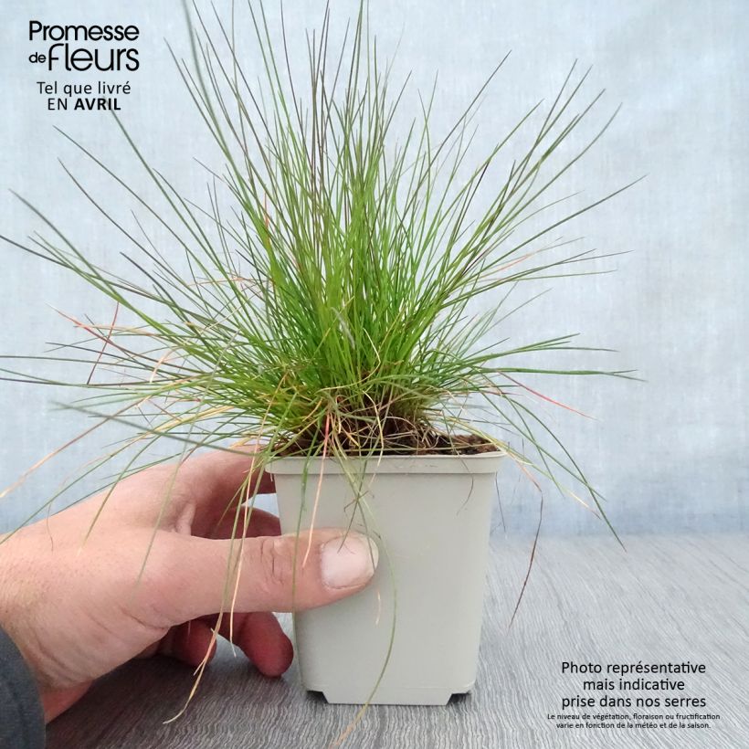 Exemplar von Schlängel-Schmiele - Deschampsia flexuosa Kleine Töpfe von 8/9 cm wie im Frühjahr geliefert