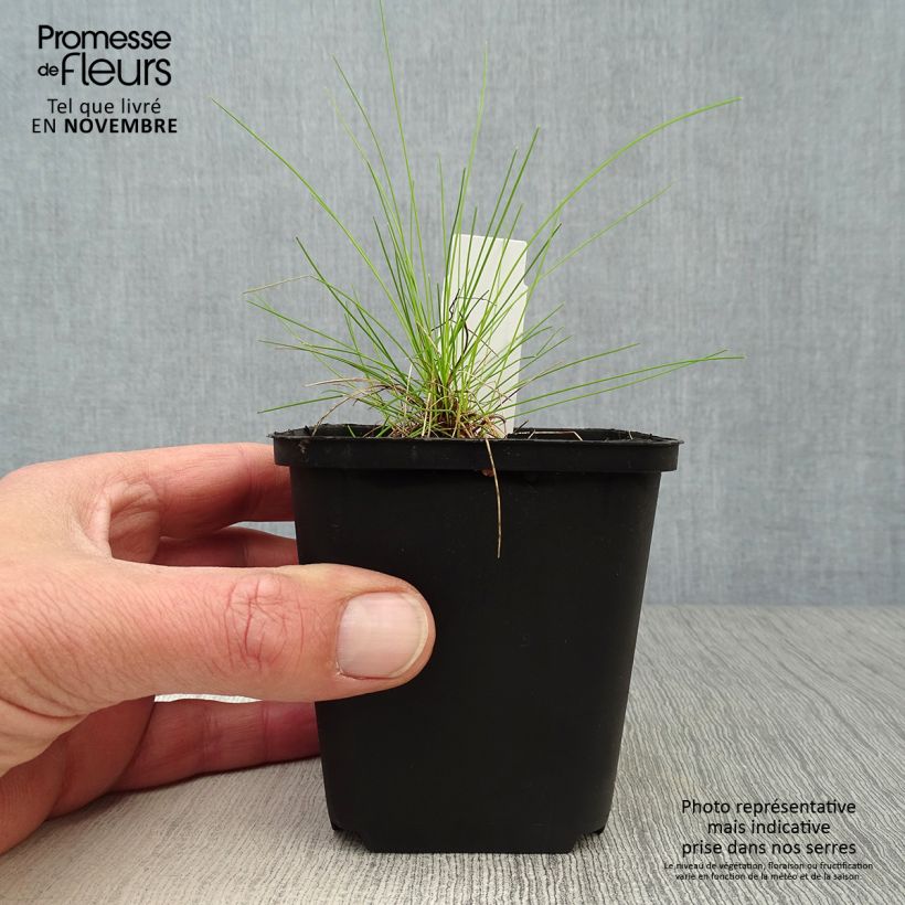 Exemplar von Schlängel-Schmiele Tatra Gold - Deschampsia flexuosa Kleine Töpfe von 8/9 cm wie im Herbst geliefert