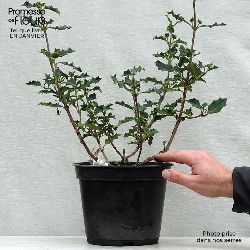 Exemplar von Desfontainia spinosa - Desfontainie Topf mit 3L/4L wie im Winter geliefert