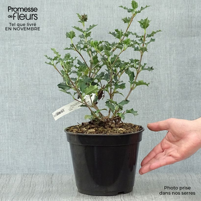 Exemplar von Desfontainia spinosa - Desfontainie Topf mit 3L/4L wie im Herbst geliefert