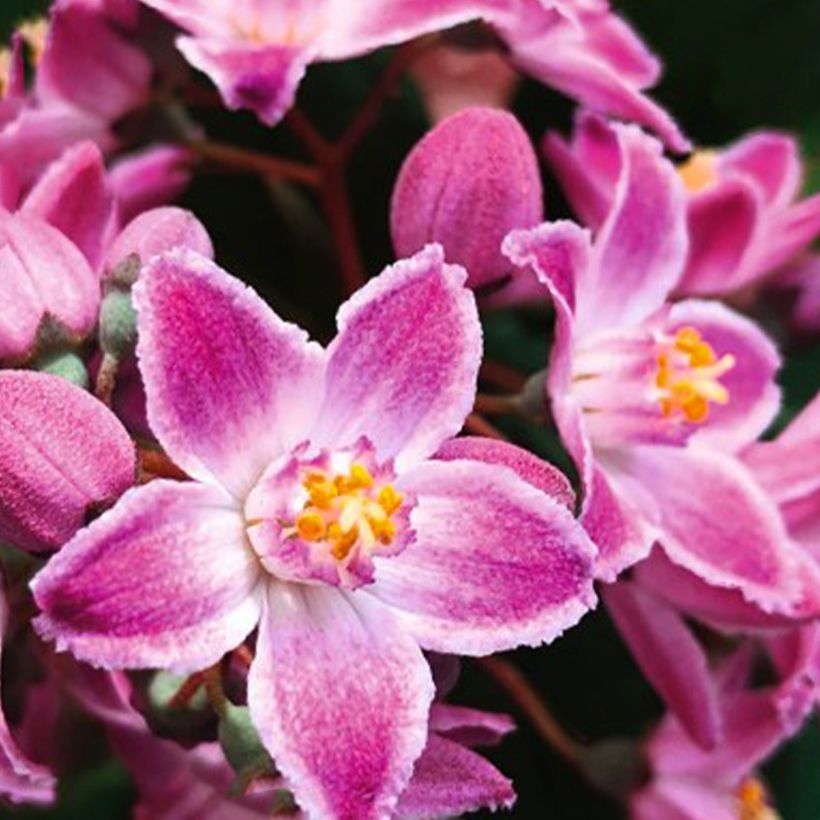 Deutzia Million Stars Pink Cloud - Deutzie (Blüte)