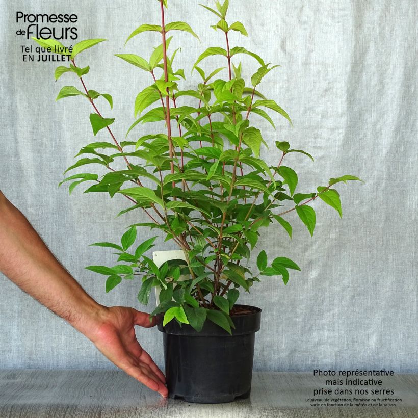 Exemplar von Deutzia Perle Rose - Deutzie Topf mit 3L/4L wie im Sommer geliefert