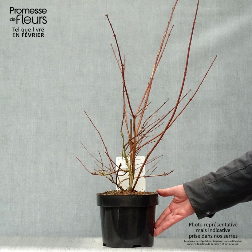 Exemplar von Deutzia Perle Rose - Deutzie Topf mit 3L/4L wie im Winter geliefert