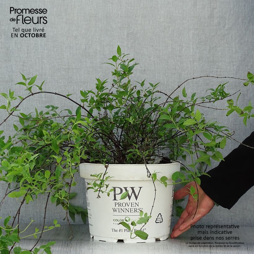 Exemplar von Deutzia Yuki Cherry Blossom - Deutzie Topf mit 7,5L/10L wie im Herbst geliefert
