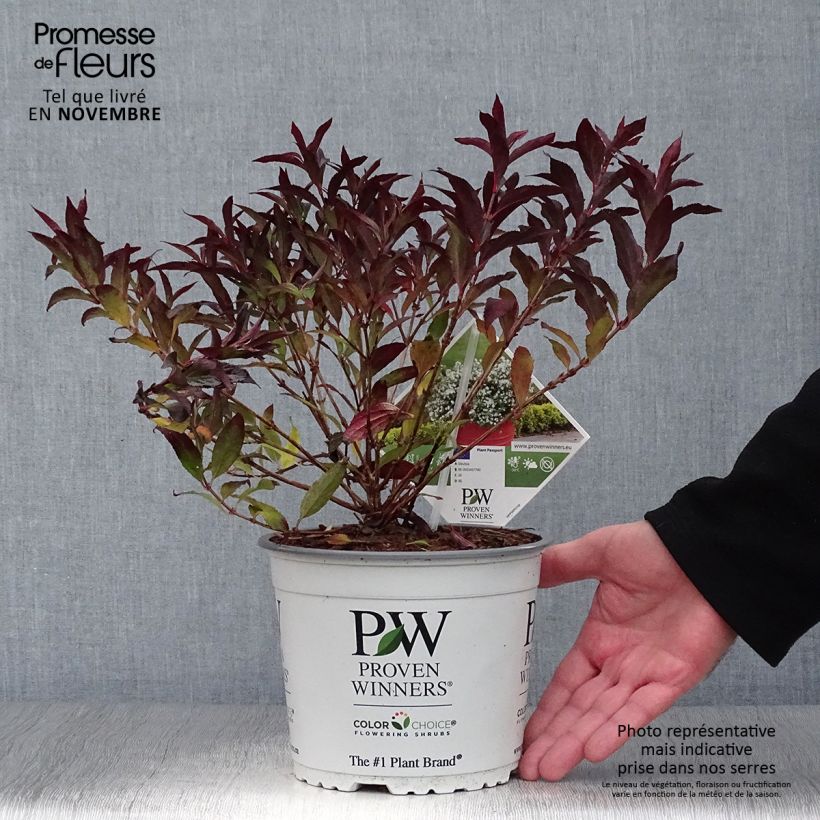 Exemplar von Deutzia Yuki Snowflake - Deutzie Topf mit 2L/3L wie im Herbst geliefert