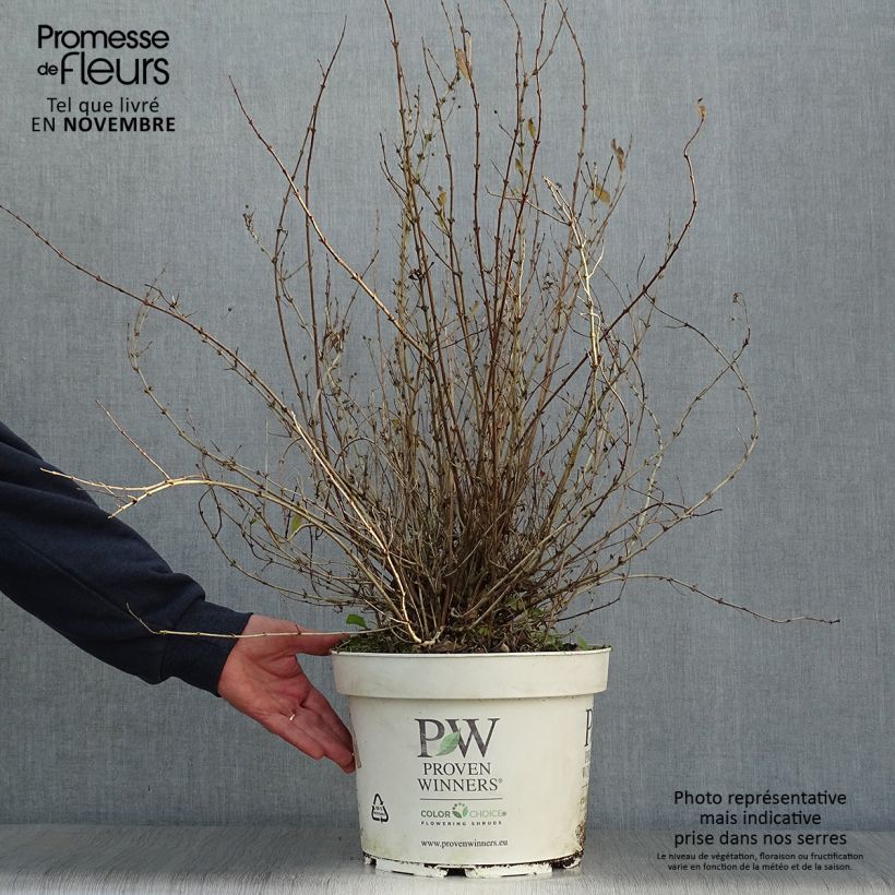 Exemplar von Deutzia Yuki Snowflake - Deutzie Topf mit 7,5L/10L wie im Herbst geliefert