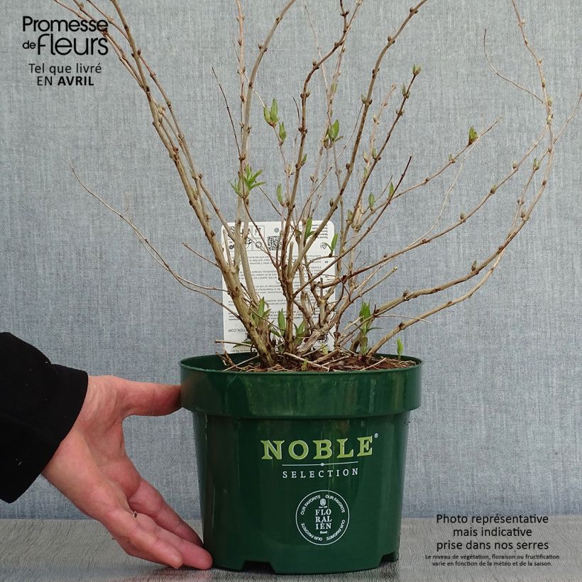 Exemplar von Deutzia compacta Lavender Time - Deutzie Topf mit 3L/4L wie im Frühjahr geliefert