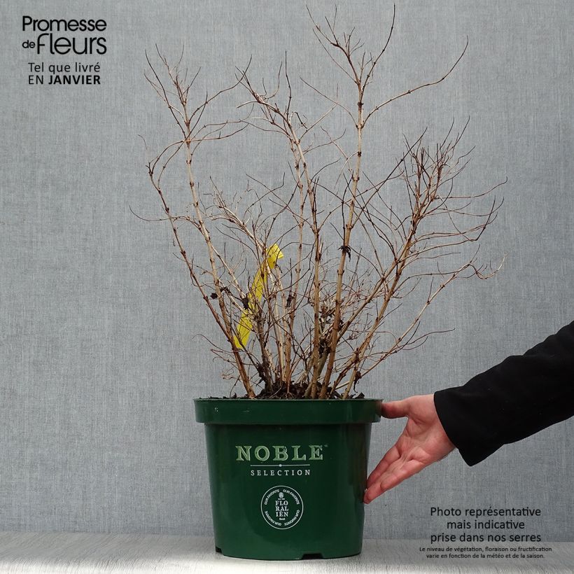 Exemplar von Deutzia compacta Lavender Time - Deutzie Topf mit 7,5L/10L wie im Winter geliefert