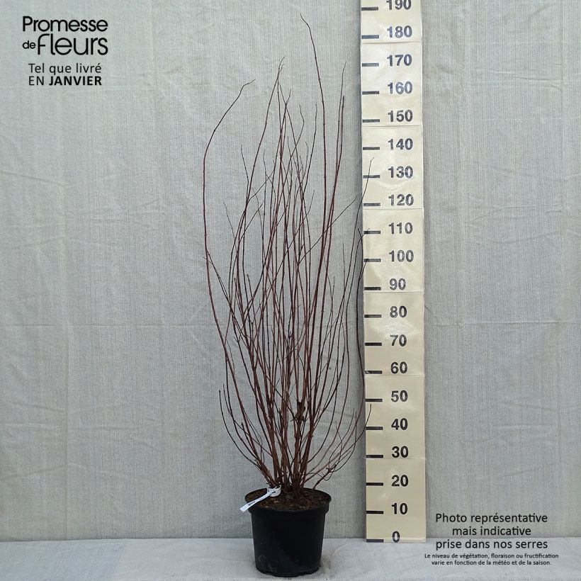 Exemplar von Deutzia crenata Pride of Rochester - Scharfe Deutzie Topf mit 7,5L/10L wie im Winter geliefert