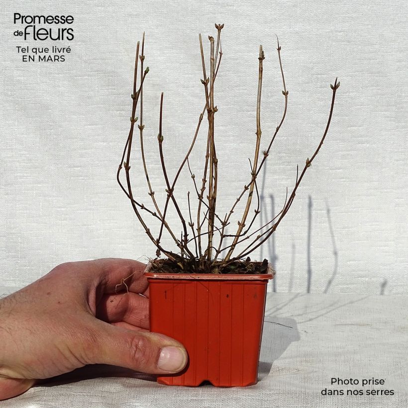 Exemplar von Deutzia crenata Pride of Rochester - Scharfe Deutzie Kleine Töpfe von 8/9 cm wie im Frühjahr geliefert