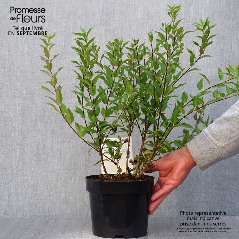 Exemplar von Deutzia gracilis - Zierliche Deutzie Topf mit 2L/3L wie im Herbst geliefert