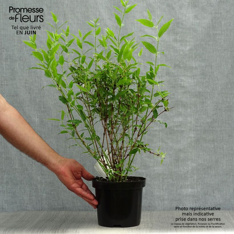 Exemplar von Deutzia gracilis - Zierliche Deutzie Topf mit 2L/3L wie im Sommer geliefert