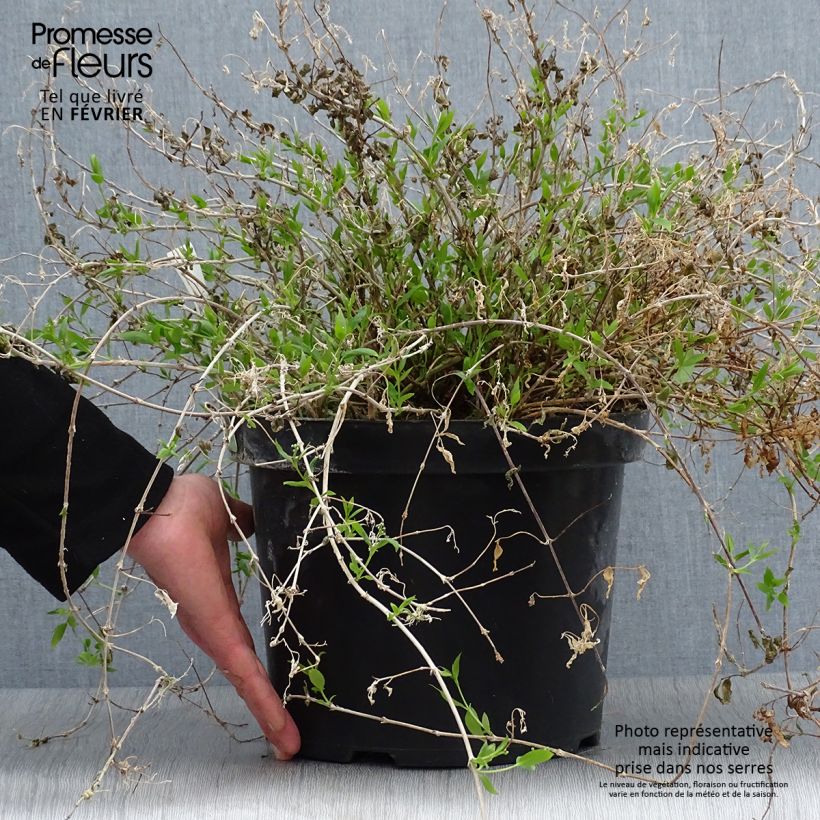 Exemplar von Deutzia gracilis Nikko - Zierliche Deutzie Topf mit 7,5L/10L wie im Winter geliefert