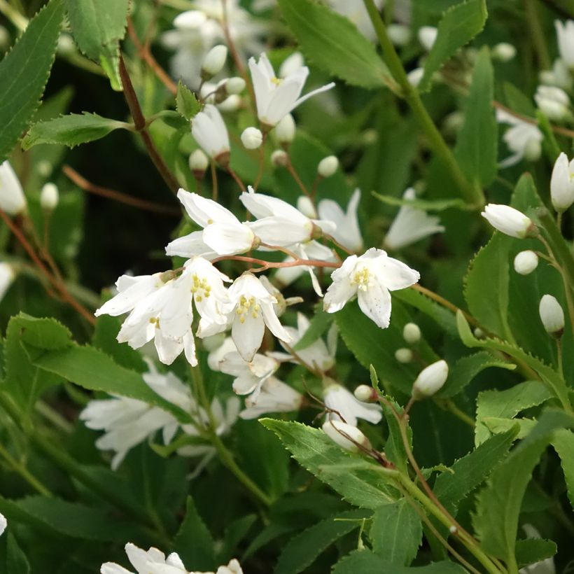 Deutzia gracilis Nikko - Zierliche Deutzie (Blüte)
