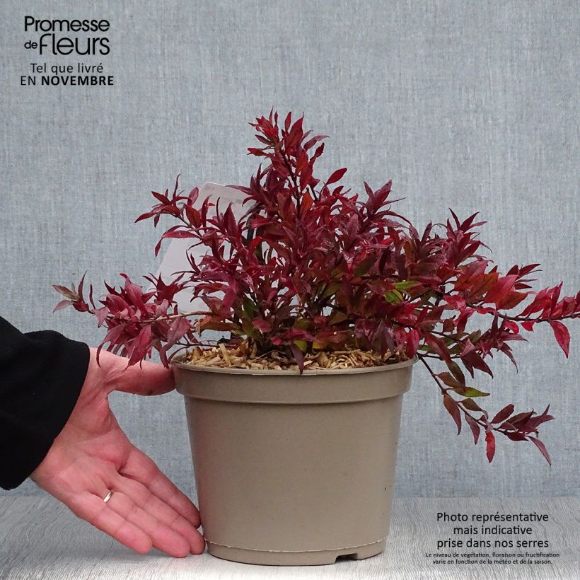 Exemplar von Deutzia gracilis Nikko - Zierliche Deutzie Topf mit 2L/3L wie im Herbst geliefert