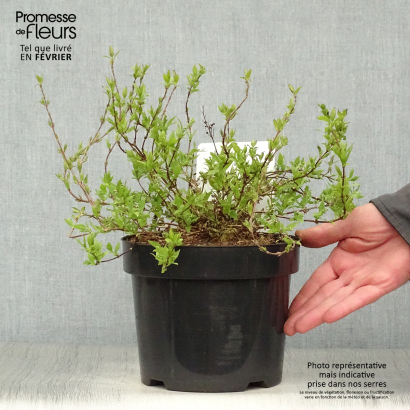 Exemplar von Deutzia gracilis Nikko - Zierliche Deutzie Topf mit 2L/3L wie im Winter geliefert