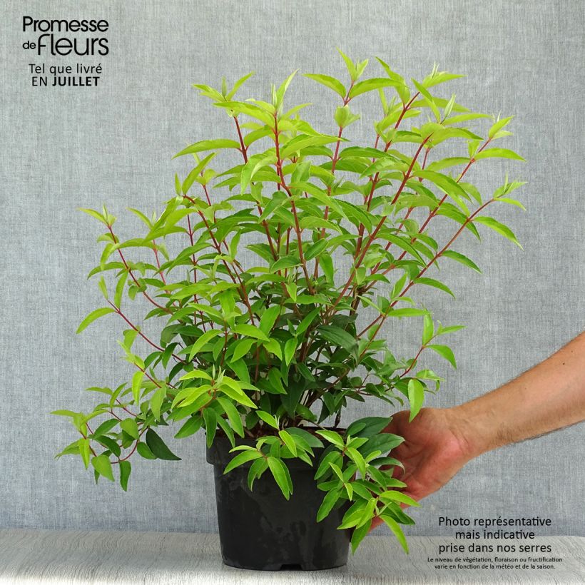 Exemplar von Deutzia pulchra - Schöner Sternchenstrauch Topf mit 2L/3L wie im Sommer geliefert