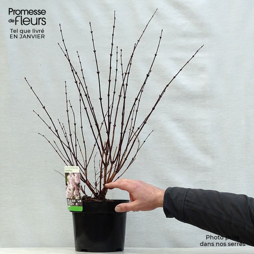 Exemplar von Deutzia purpurascens Kalmiiflora - Purpurrötliche Deutzie Topf mit 3L/4L wie im Winter geliefert
