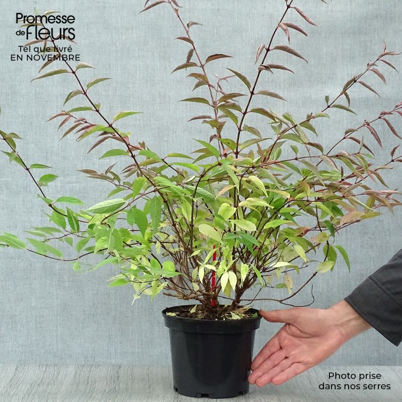 Exemplar von Deutzia purpurascens Kalmiiflora - Purpurrötliche Deutzie Topf mit 3L/4L wie im Herbst geliefert