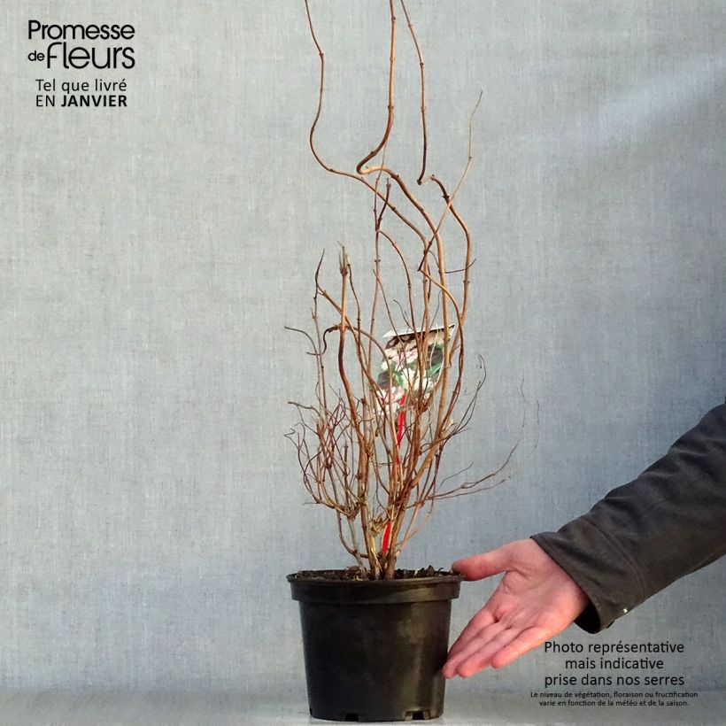 Exemplar von Deutzia scabra Codsall Pink - Scharfe Deutzie Topf mit 2L/3L wie im Winter geliefert