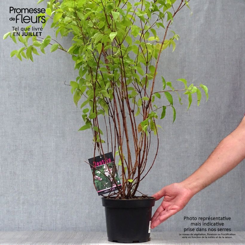 Exemplar von Deutzia scabra Plena - Scharfe Deutzie Topf mit 2L/3L wie im Sommer geliefert