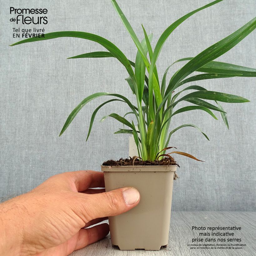 Exemplar von Dianella revoluta Blue Stream - Blaue Flachslilie Kleine Töpfe von 8/9 cm wie im Herbst geliefert