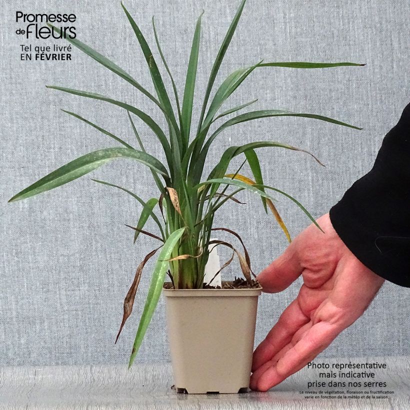 Exemplar von Dianella revoluta Blue Stream - Blaue Flachslilie Kleine Töpfe von 8/9 cm wie im Winter geliefert