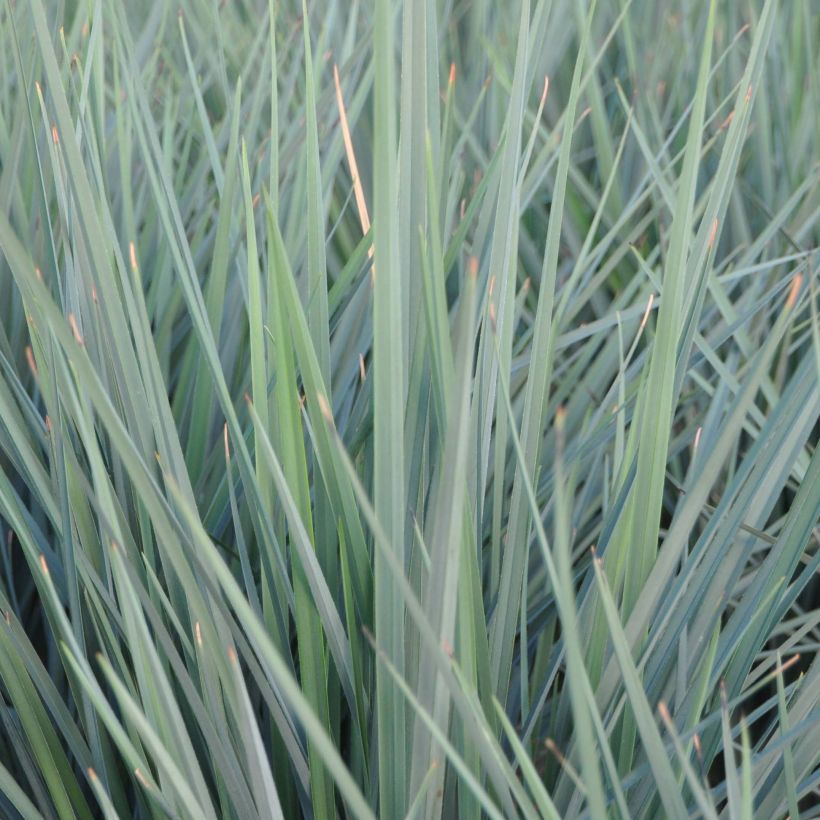 Dianella revoluta Coolvista - Blaue Flachslilie (Laub)