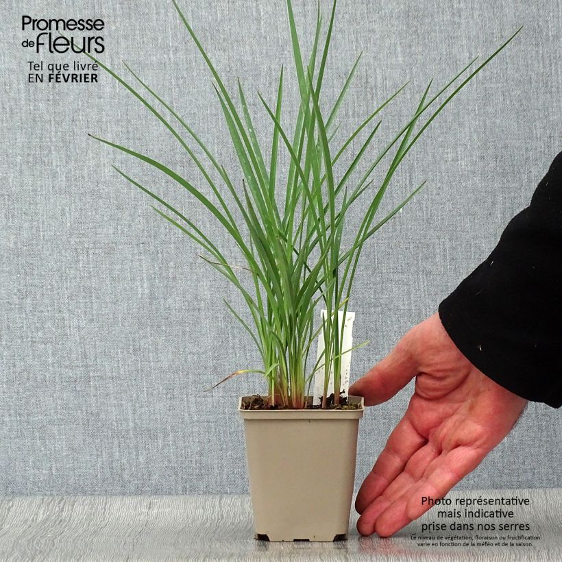 Exemplar von Dianella revoluta Coolvista - Blaue Flachslilie Kleine Töpfe von 8/9 cm wie im Winter geliefert