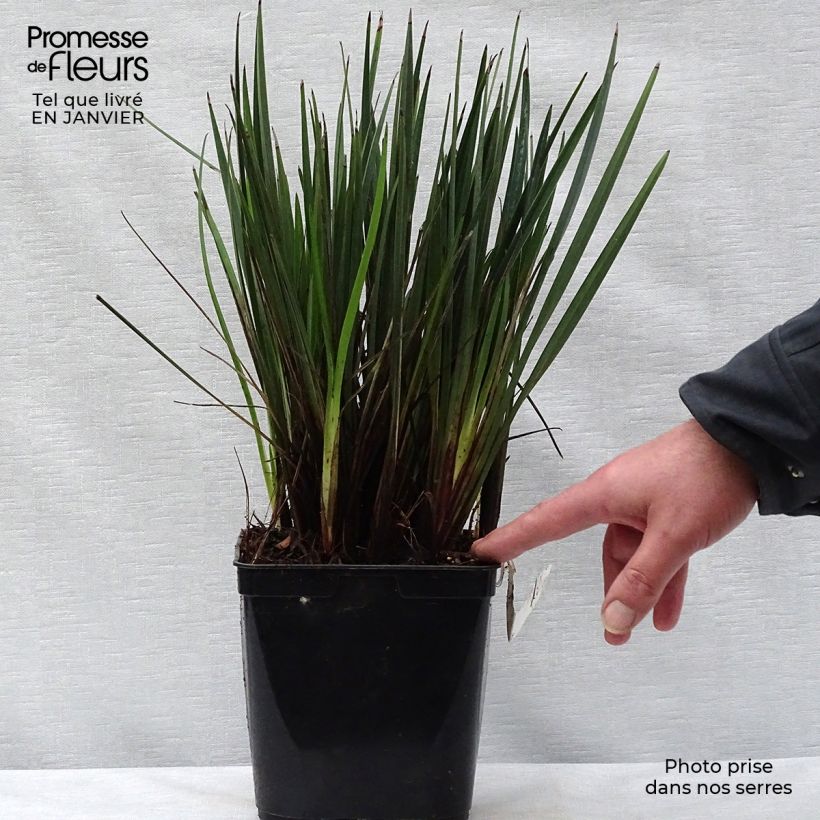 Exemplar von Dianella revoluta Little Rev - Blaue Flachslilie Topf mit 2L/3L wie im Winter geliefert