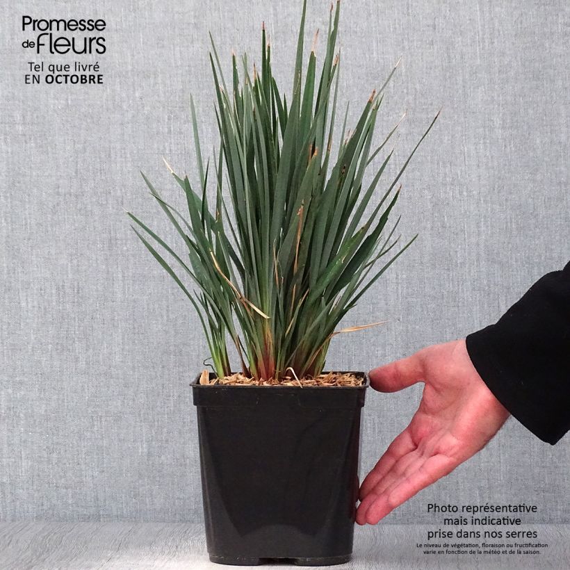 Exemplar von Dianella revoluta Little Rev - Blaue Flachslilie Topf mit 2L/3L wie im Herbst geliefert