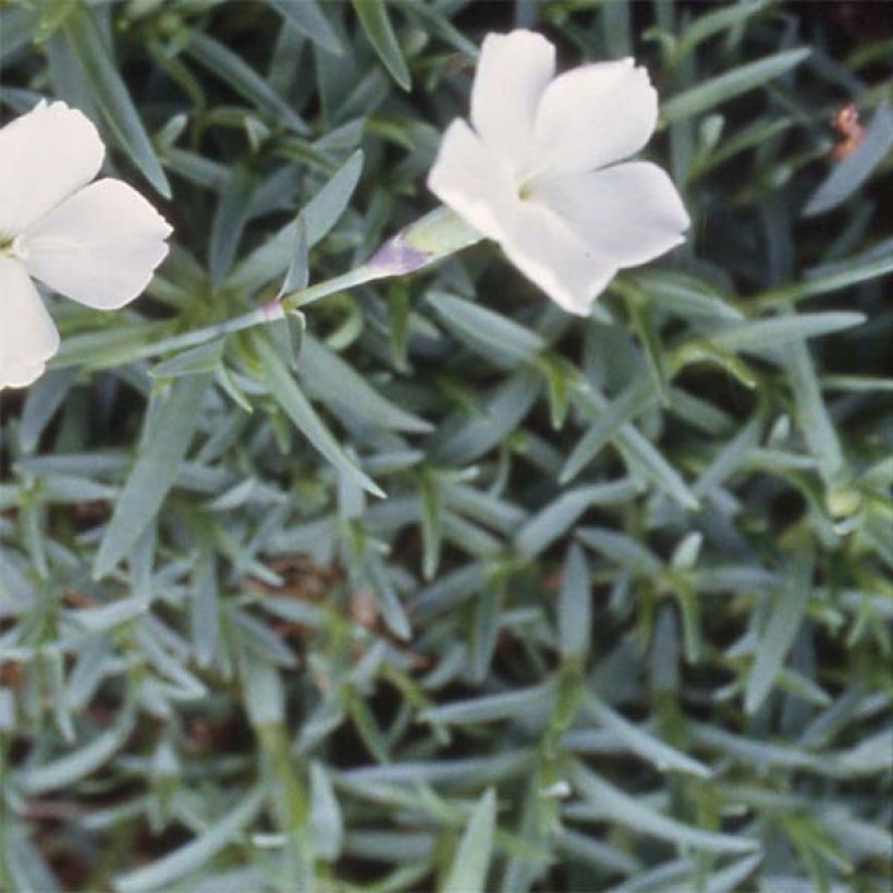 Pfingst-Nelke La Bourboule Alba - Dianthus gratianopolitanus (Laub)