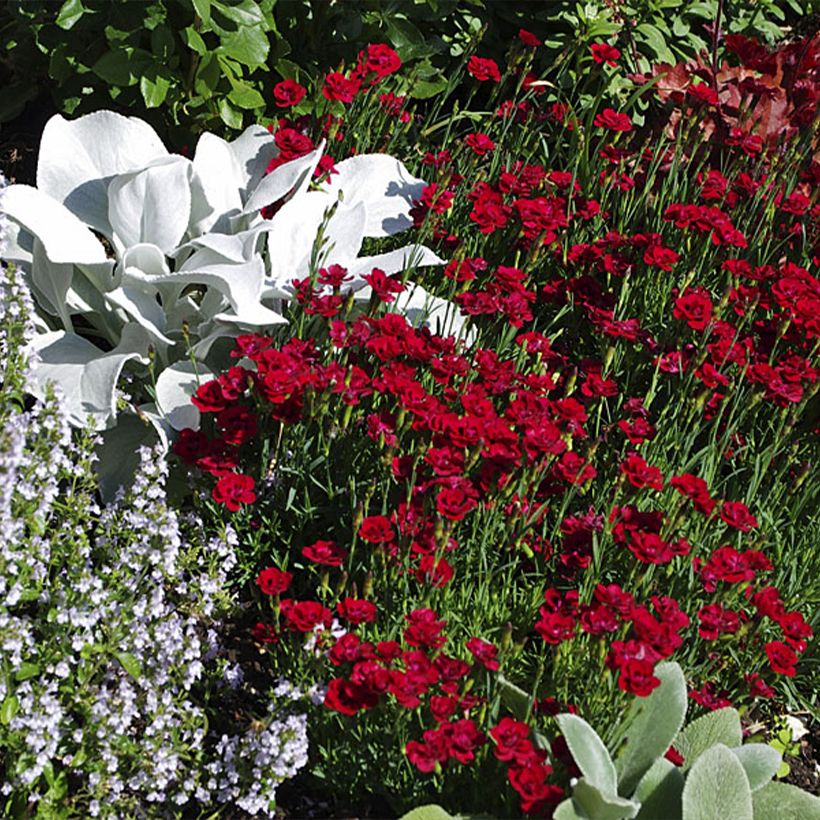 Feder-Nelke Merci Fleuri - Dianthus plumarius (Hafen)