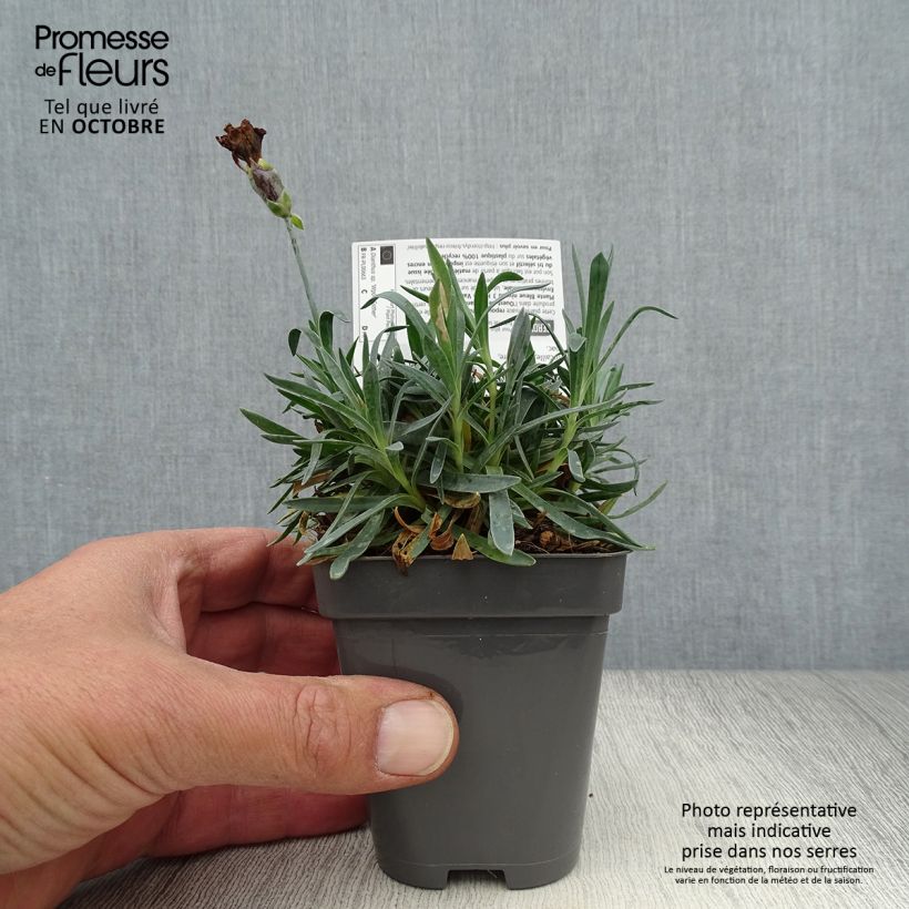 Exemplar von Garten-Nelke Pop Star - Dianthus Kleine Töpfe von 8/9 cm wie im Herbst geliefert