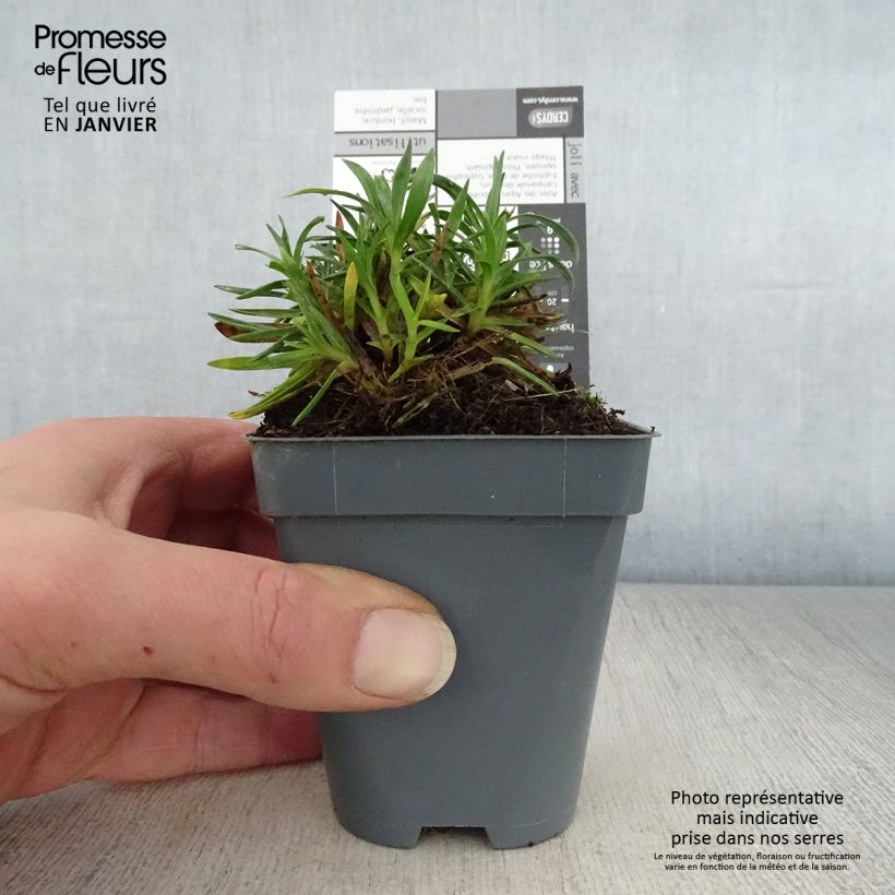 Exemplar von Garten-Nelke Pop Star - Dianthus Kleine Töpfe von 8/9 cm wie im Winter geliefert
