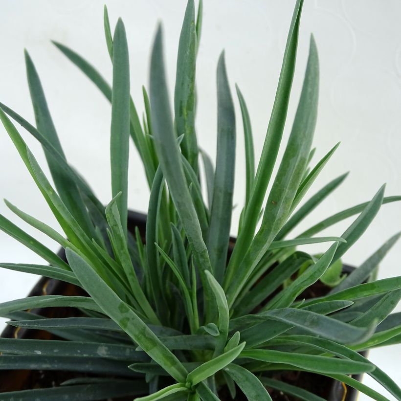 Feder-Nelke Scent First Coral Reef - Dianthus plumarius (Laub)