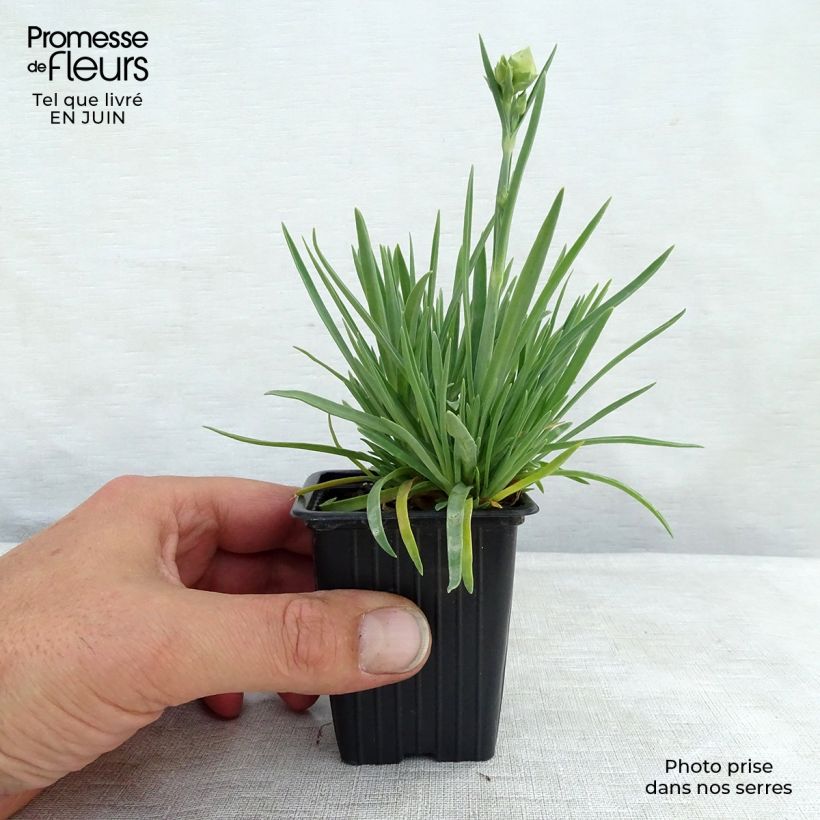 Exemplar von Feder-Nelke Scent First Coral Reef - Dianthus plumarius Kleine Töpfe von 7/8 cm wie im Sommer geliefert