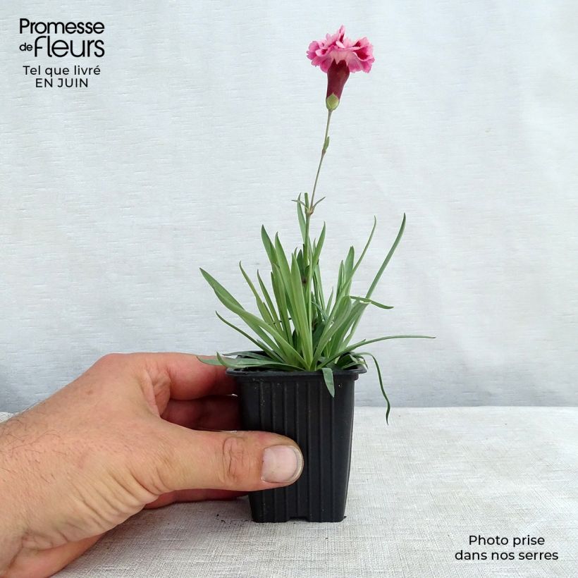 Exemplar von Feder-Nelke Scent First Sugar Plum - Dianthus plumarius Kleine Töpfe von 7/8 cm wie im Sommer geliefert