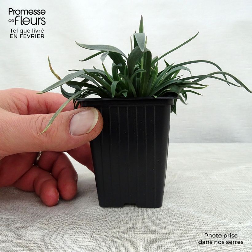 Exemplar von Feder-Nelke Scent First Sugar Plum - Dianthus plumarius Kleine Töpfe von 7/8 cm wie im Winter geliefert