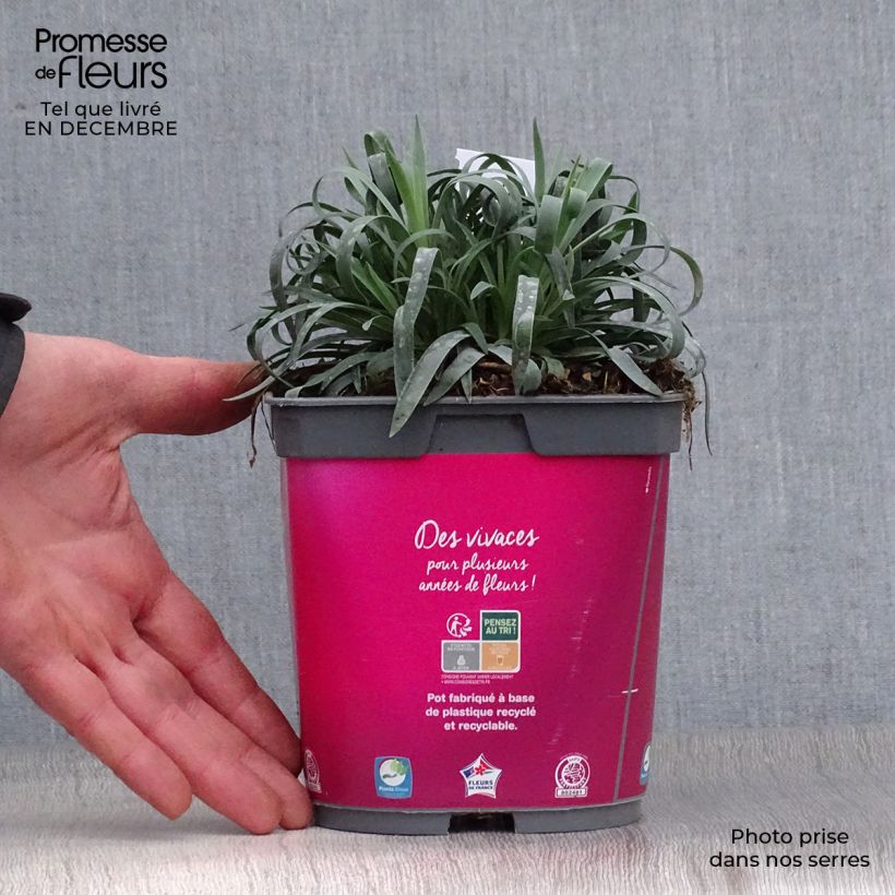Exemplar von Feder-Nelke Scent First Sugar Plum - Dianthus plumarius Topf mit 2L/3L wie im Winter geliefert