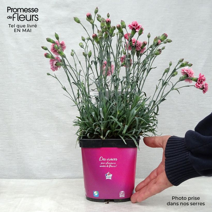 Exemplar von Feder-Nelke Scent First Sugar Plum - Dianthus plumarius Topf mit 2L/3L wie im Frühjahr geliefert