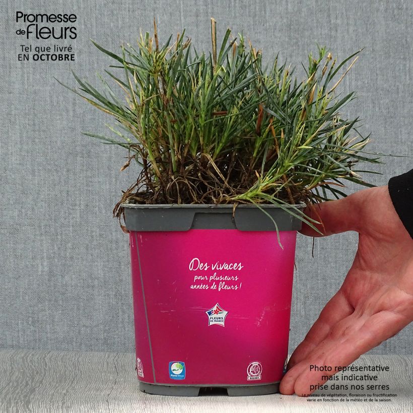 Exemplar von Feder-Nelke Scent First Tickled Pink - Dianthus plumarius Topf mit 2L/3L wie im Herbst geliefert