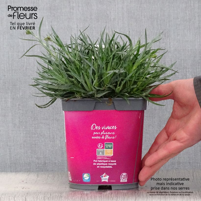 Exemplar von Feder-Nelke Scent First Tickled Pink - Dianthus plumarius Topf mit 2L/3L wie im Winter geliefert