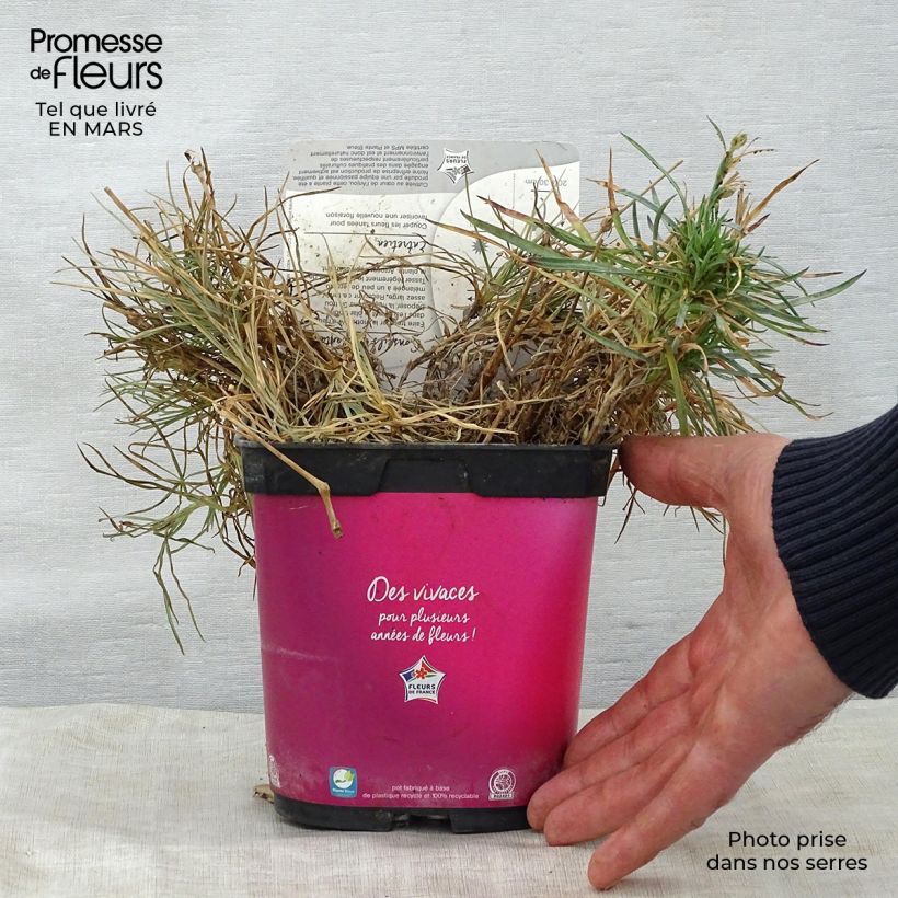 Exemplar von Feder-Nelke Scent First Tickled Pink - Dianthus plumarius Topf mit 2L/3L wie im Frühjahr geliefert