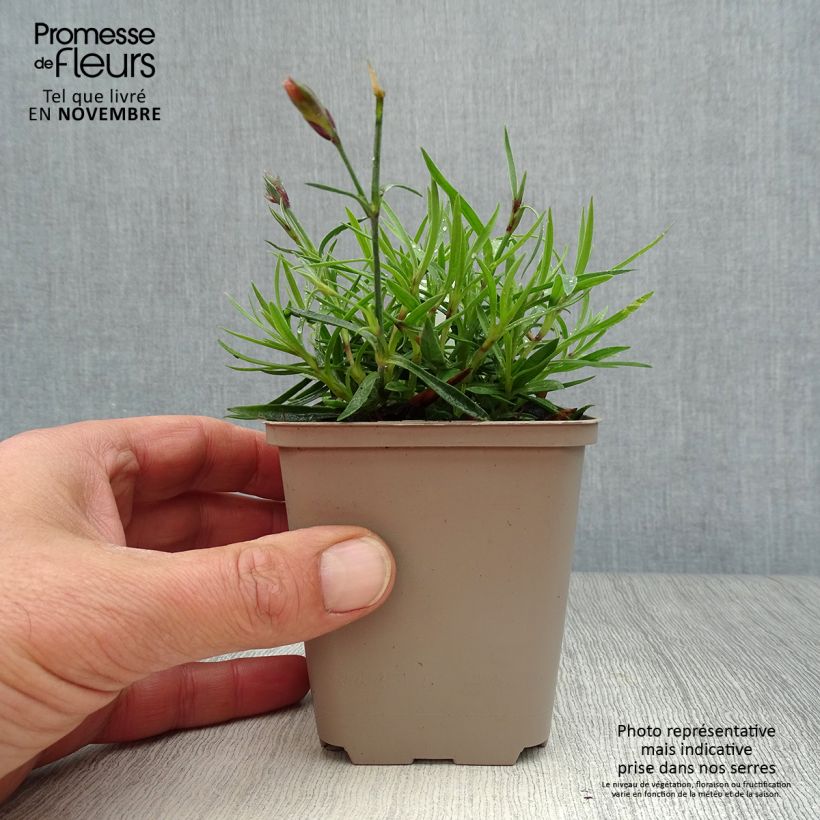 Exemplar von Garten-Nelke Vivid Bright Light - Dianthus Kleine Töpfe von 8/9 cm wie im Herbst geliefert