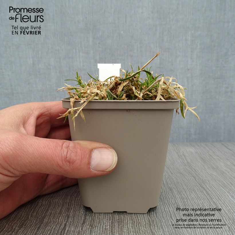 Exemplar von Garten-Nelke Vivid Bright Light - Dianthus Kleine Töpfe von 8/9 cm wie im Winter geliefert