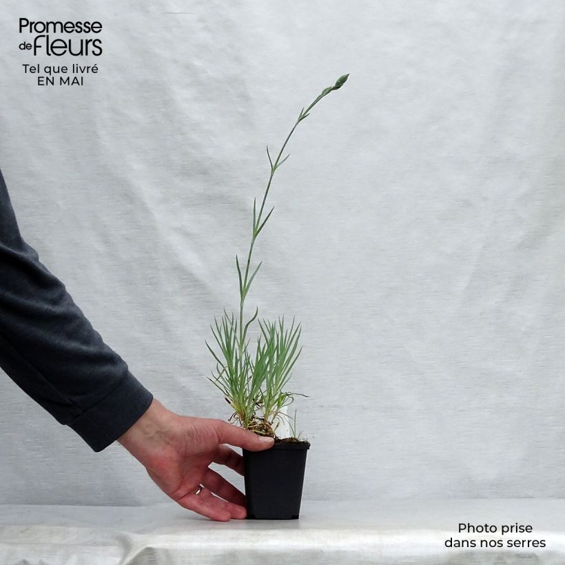 Exemplar von Dianthus allwoodii Alice - Garten-Nelke Kleine Töpfe von 8/9 cm wie im Frühjahr geliefert